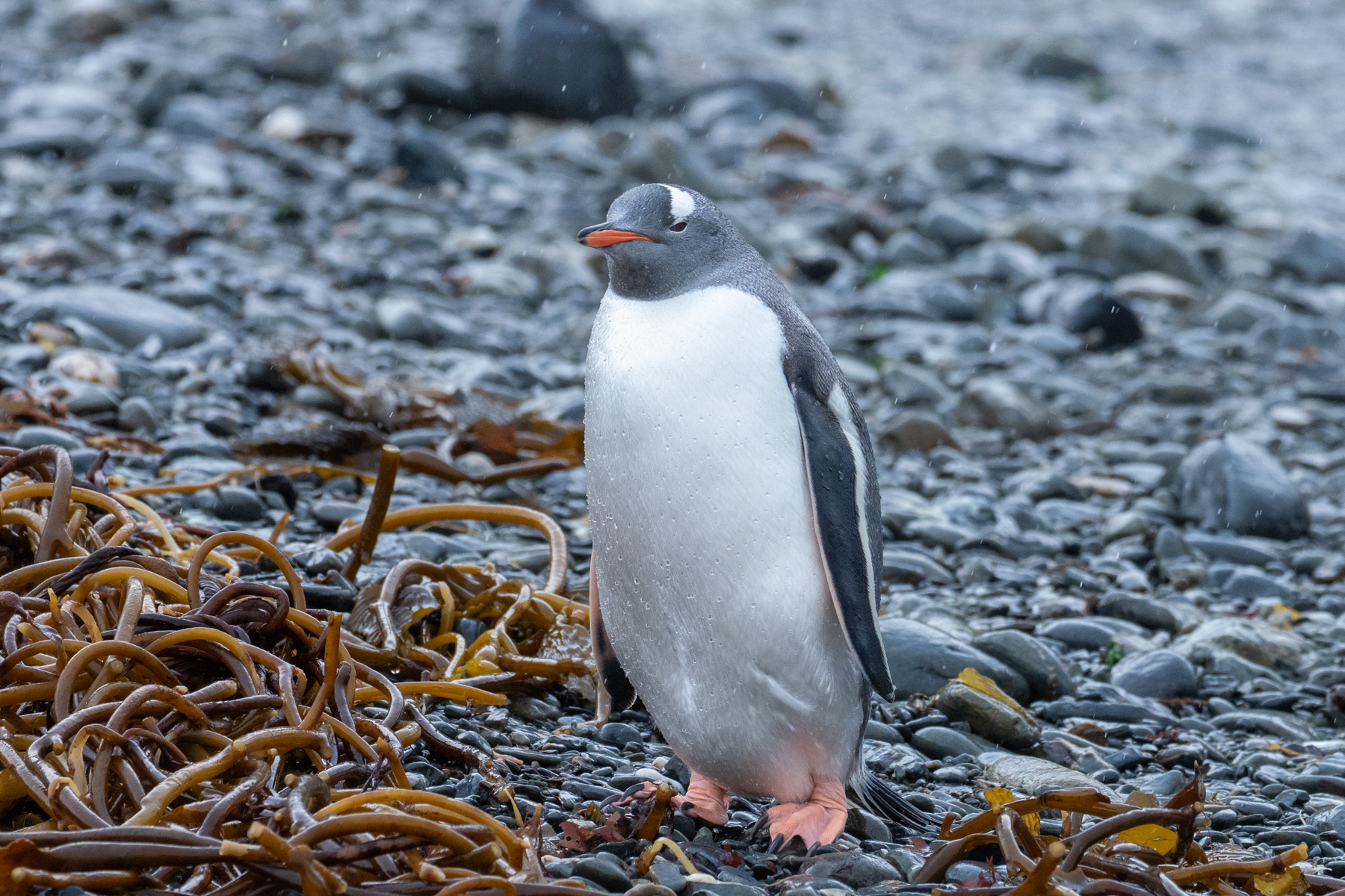 Gentoo Penguin (image by Mark Van Beirs)