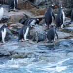 Gentoo Penguins (image by Mark Van Beirs)