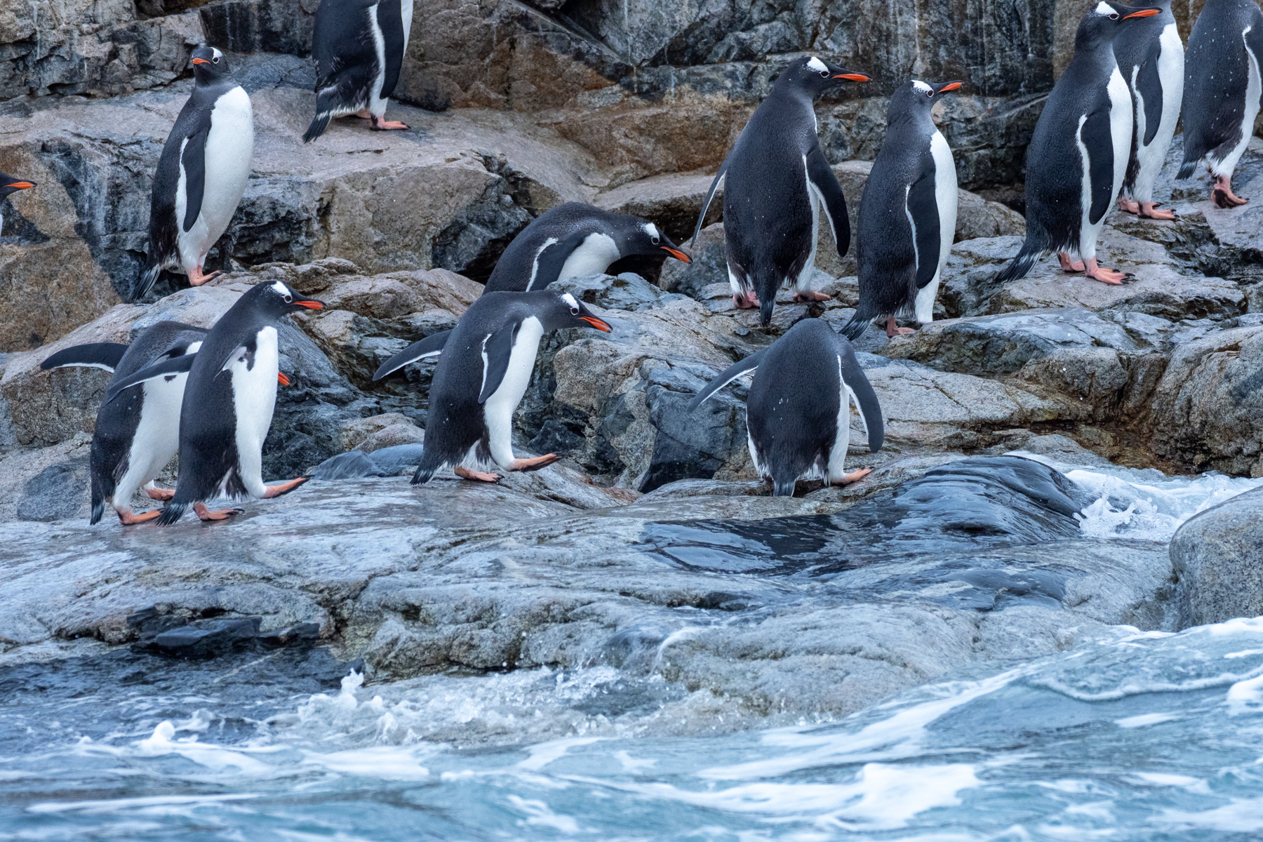 Gentoo Penguins (image by Mark Van Beirs)