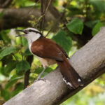 Giant Wren (image by Leo Garrigues)