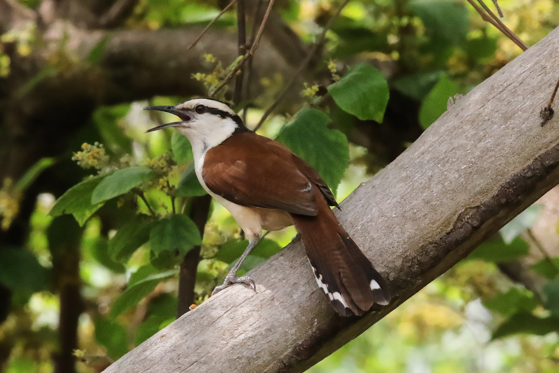 Giant Wren (image by Leo Garrigues)