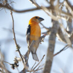 Golden Grosbeak (image by Leo Garrigues)