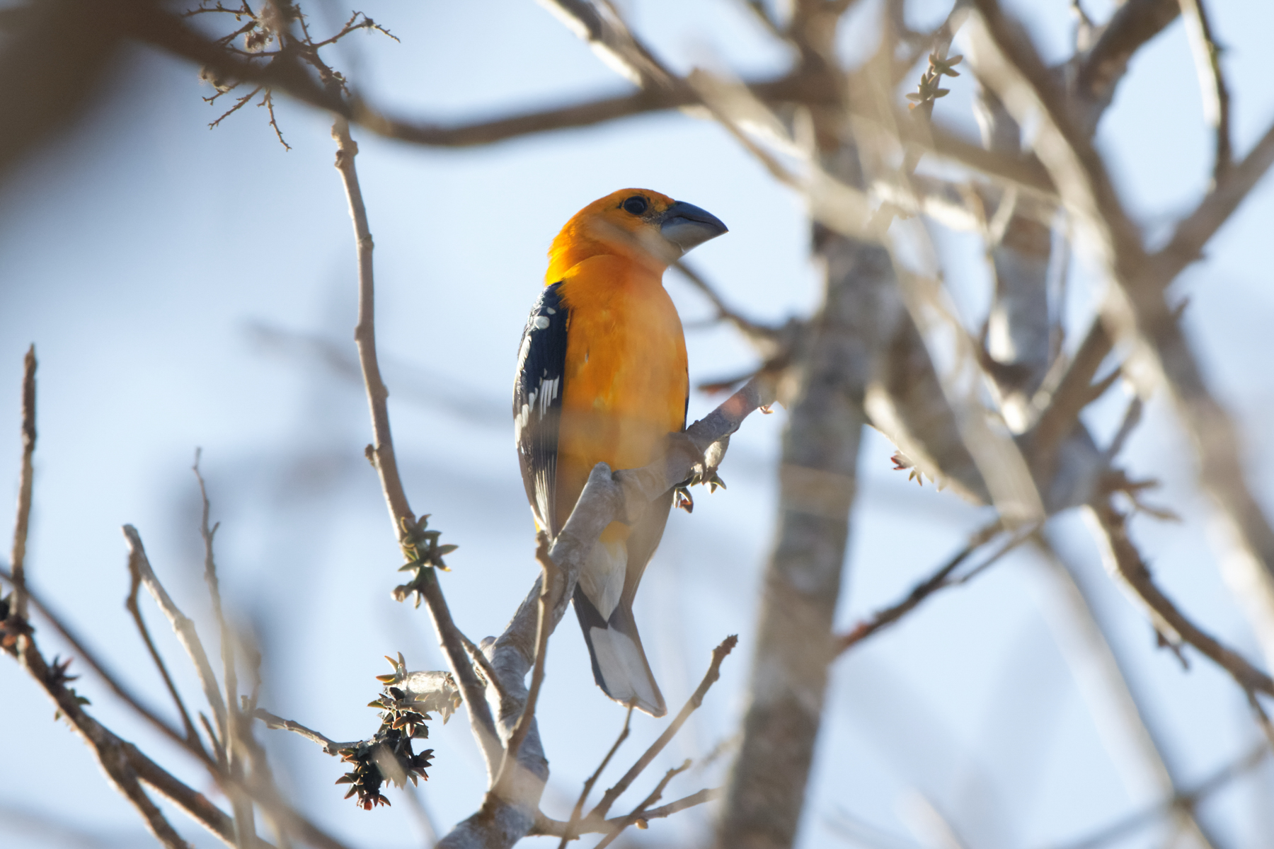 Golden Grosbeak (image by Leo Garrigues)