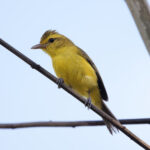 Golden Vireo (image by Leo Garrigues)