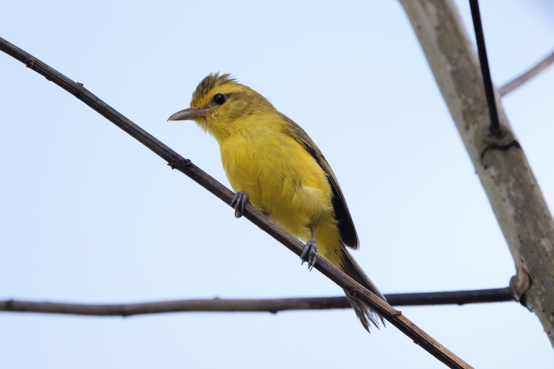 Golden Vireo (image by Leo Garrigues)