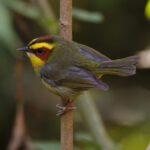 Golden-browed Warbler (image by Leo Garrigues)