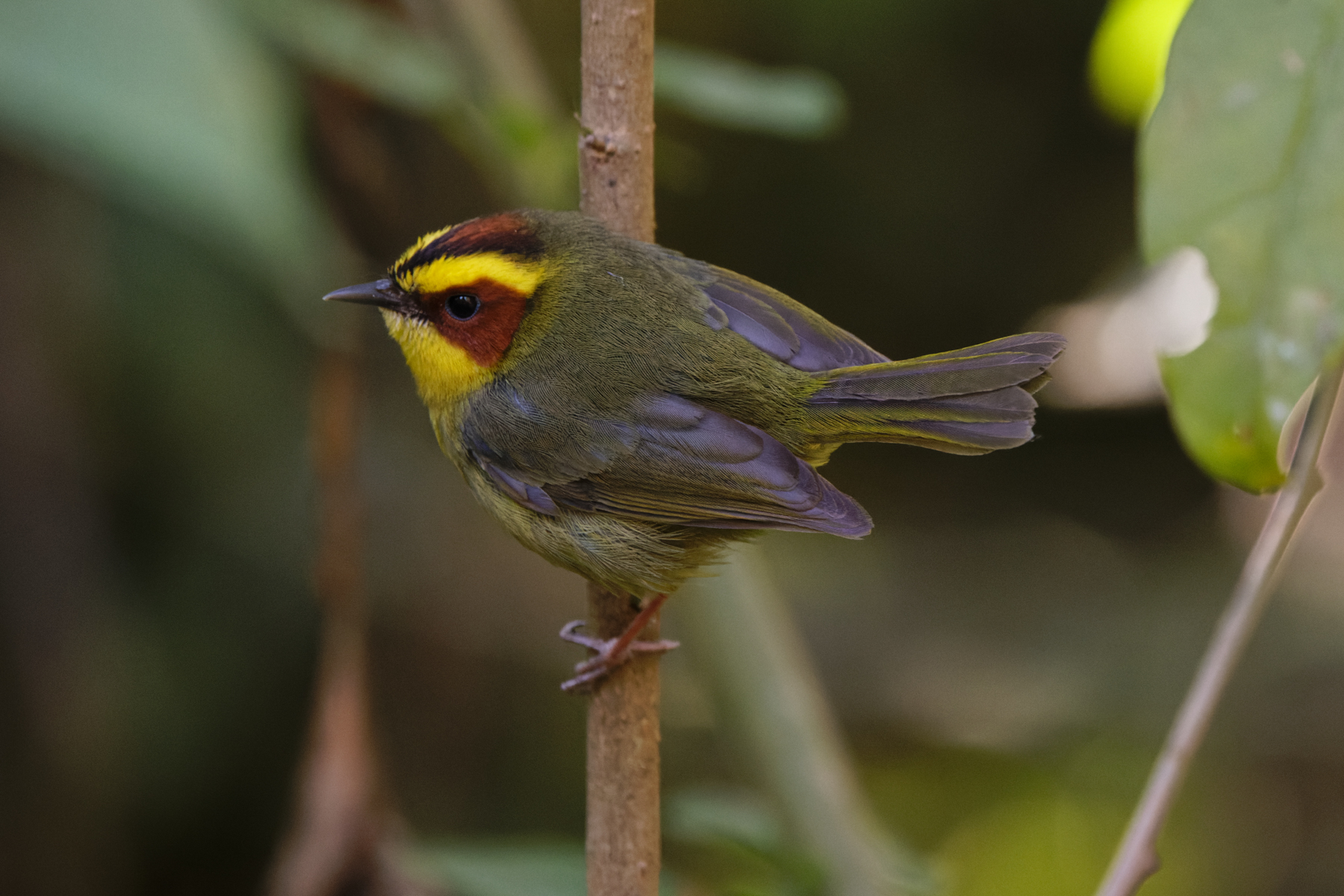 Golden-browed Warbler (image by Leo Garrigues)