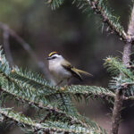 Golden-crowned Kinglet (image by Leo Garrigues)