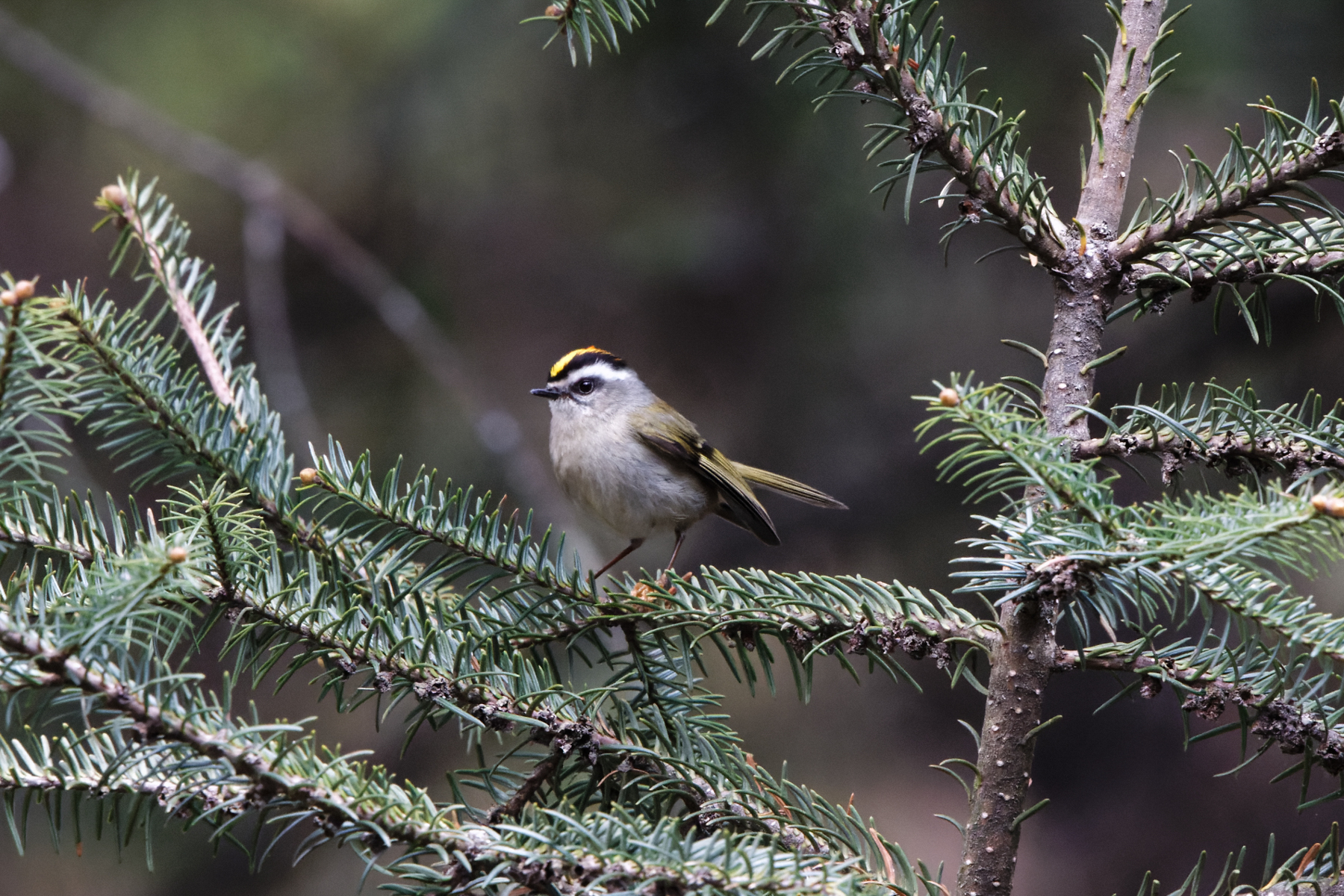 Golden-crowned Kinglet (image by Leo Garrigues)