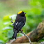 Golden-naped Finch (image by Dave Farrow)