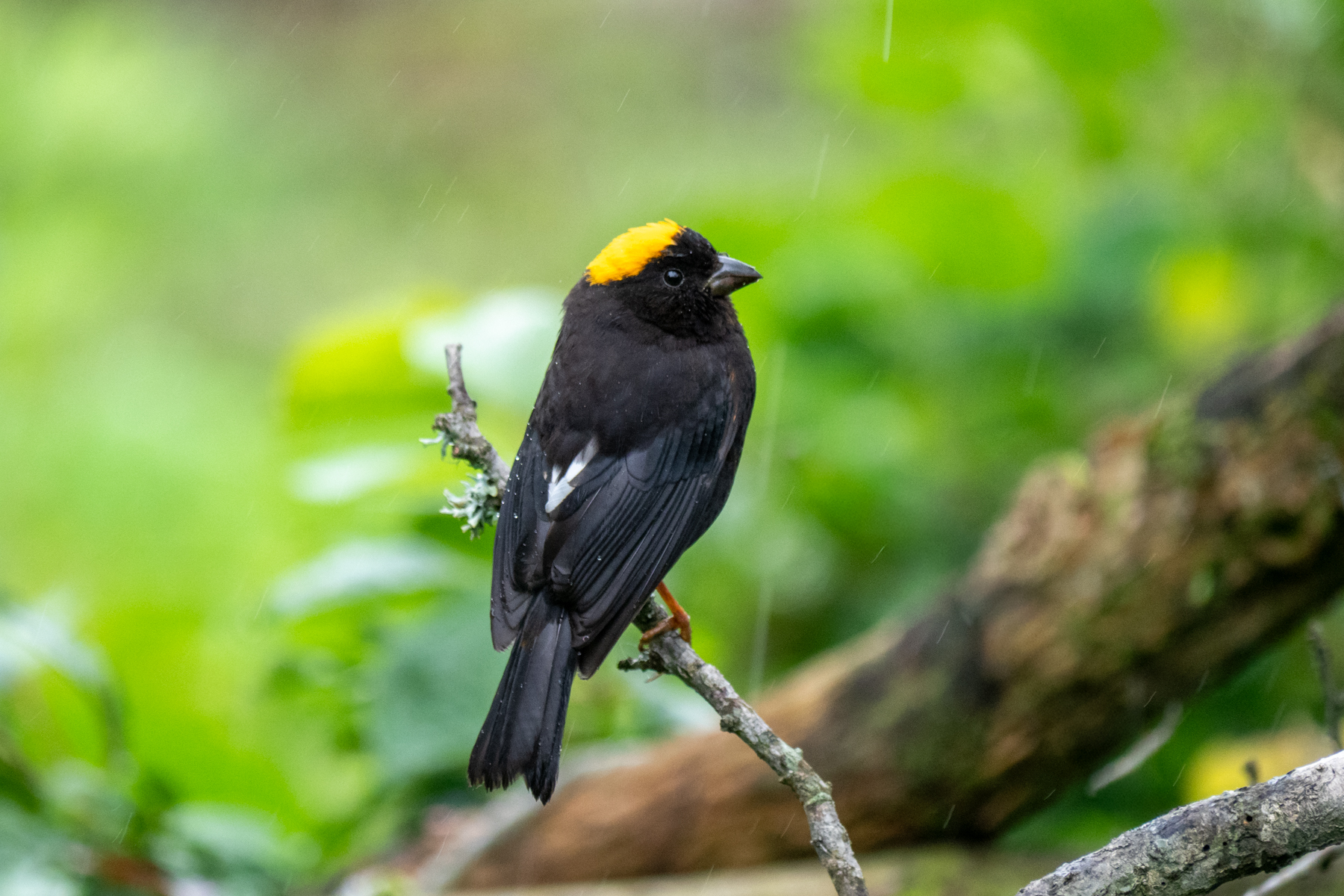 Golden-naped Finch (image by Dave Farrow)