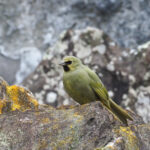 Gough Finch (image by Mark Van Beirs)