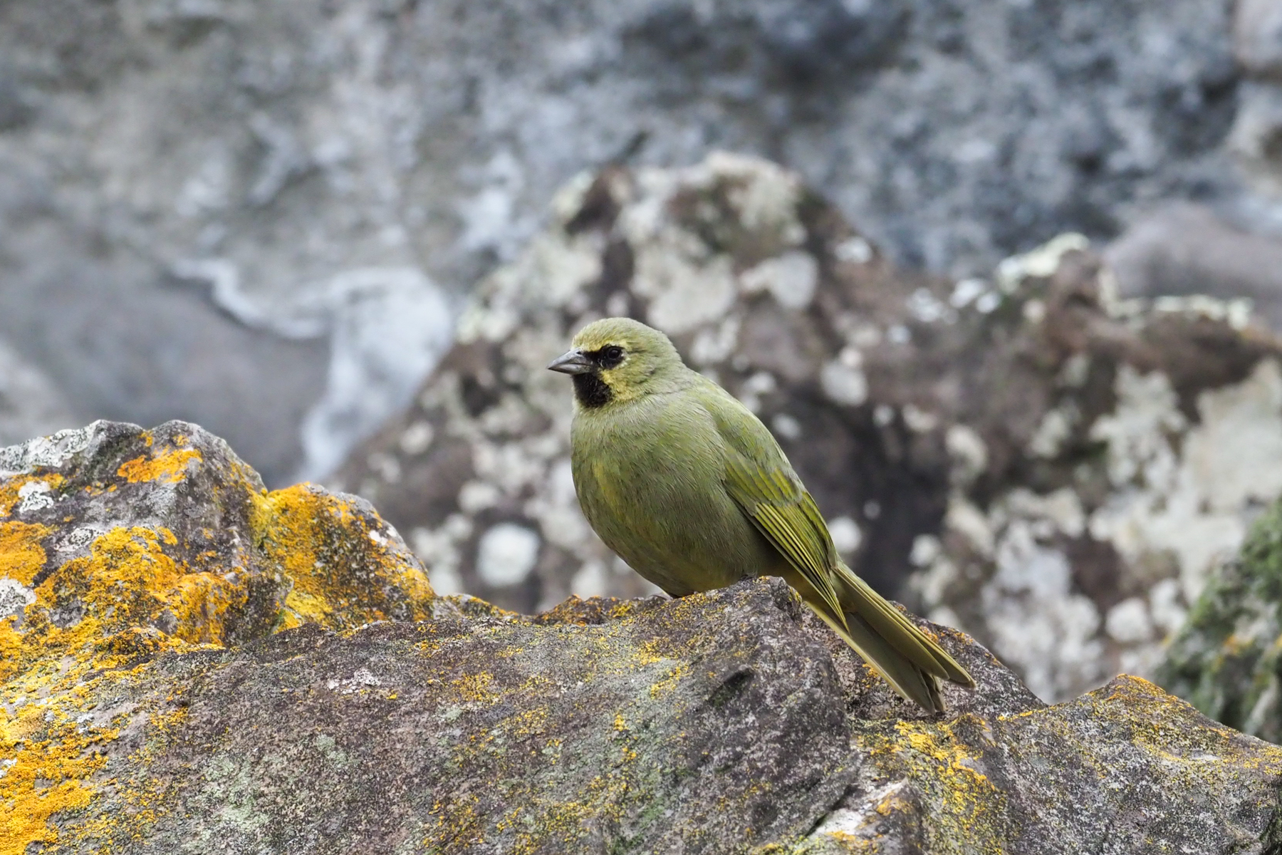 Gough Finch (image by Mark Van Beirs)