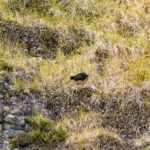 Gough Moorhen (image by Nick Lessof)