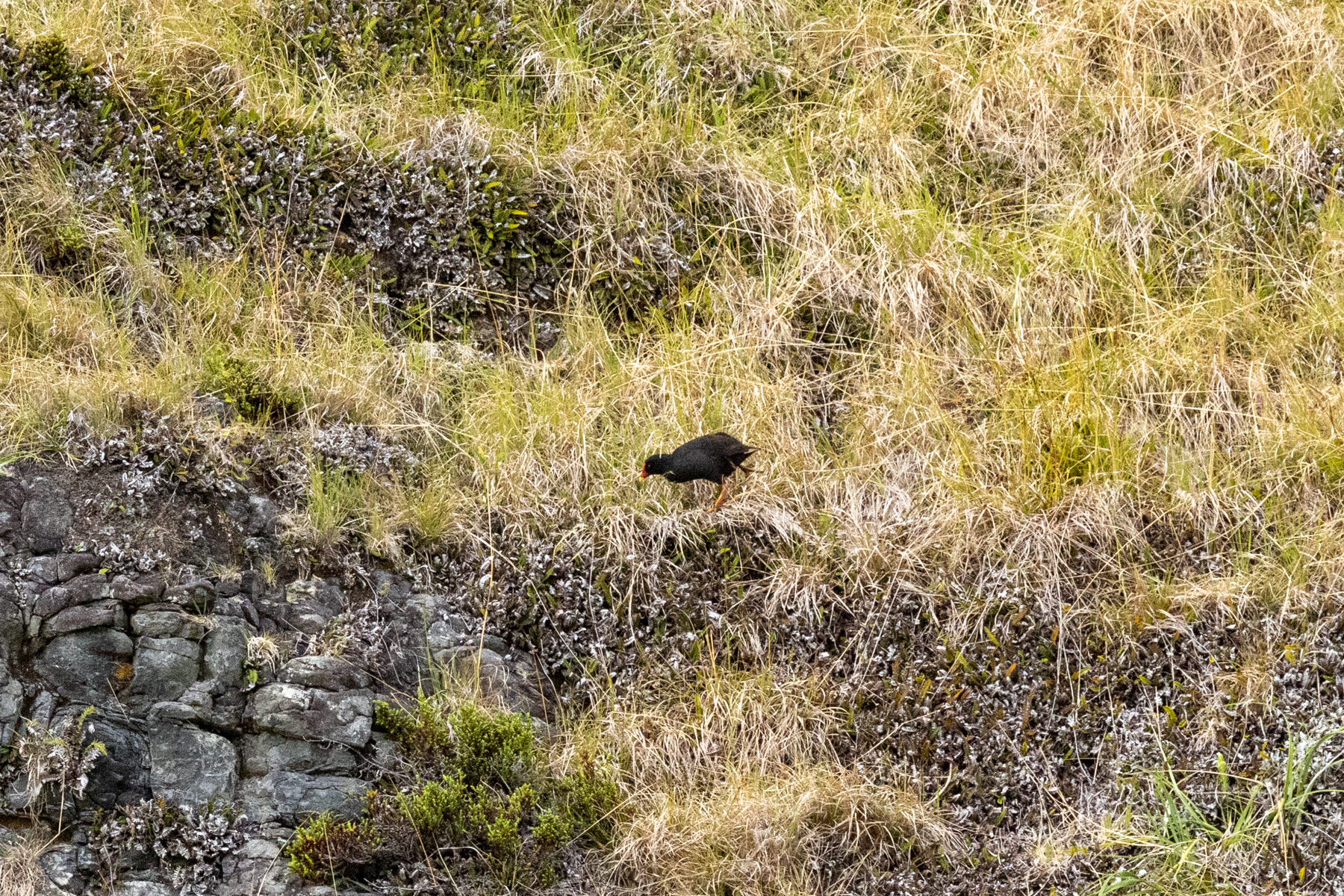 Gough Moorhen (image by Nick Lessof)