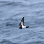 Gough Storm Petrel (image by Nick Lessof)