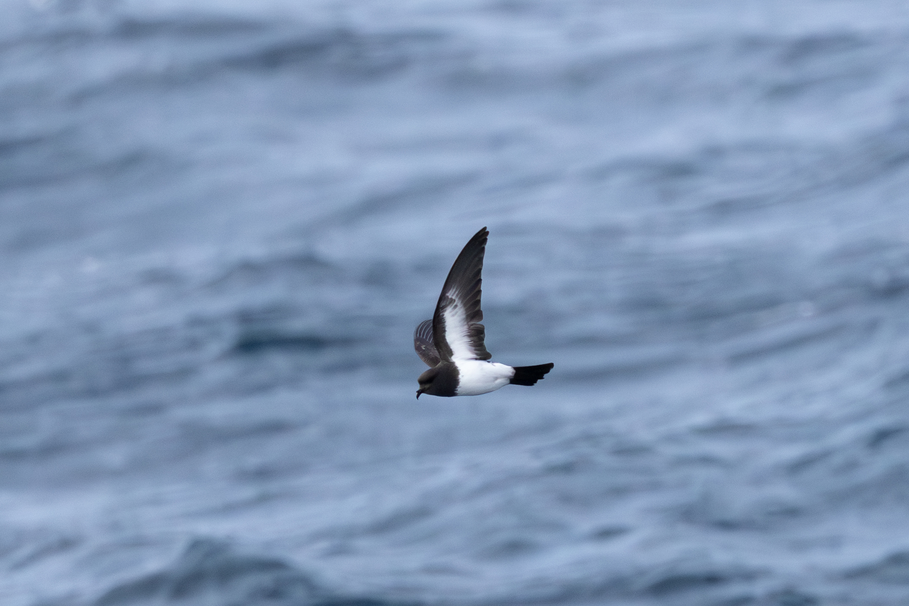 Gough Storm Petrel (image by Nick Lessof)