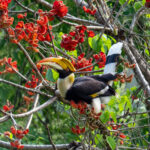 Great Hornbill (image by Dave Farrow)