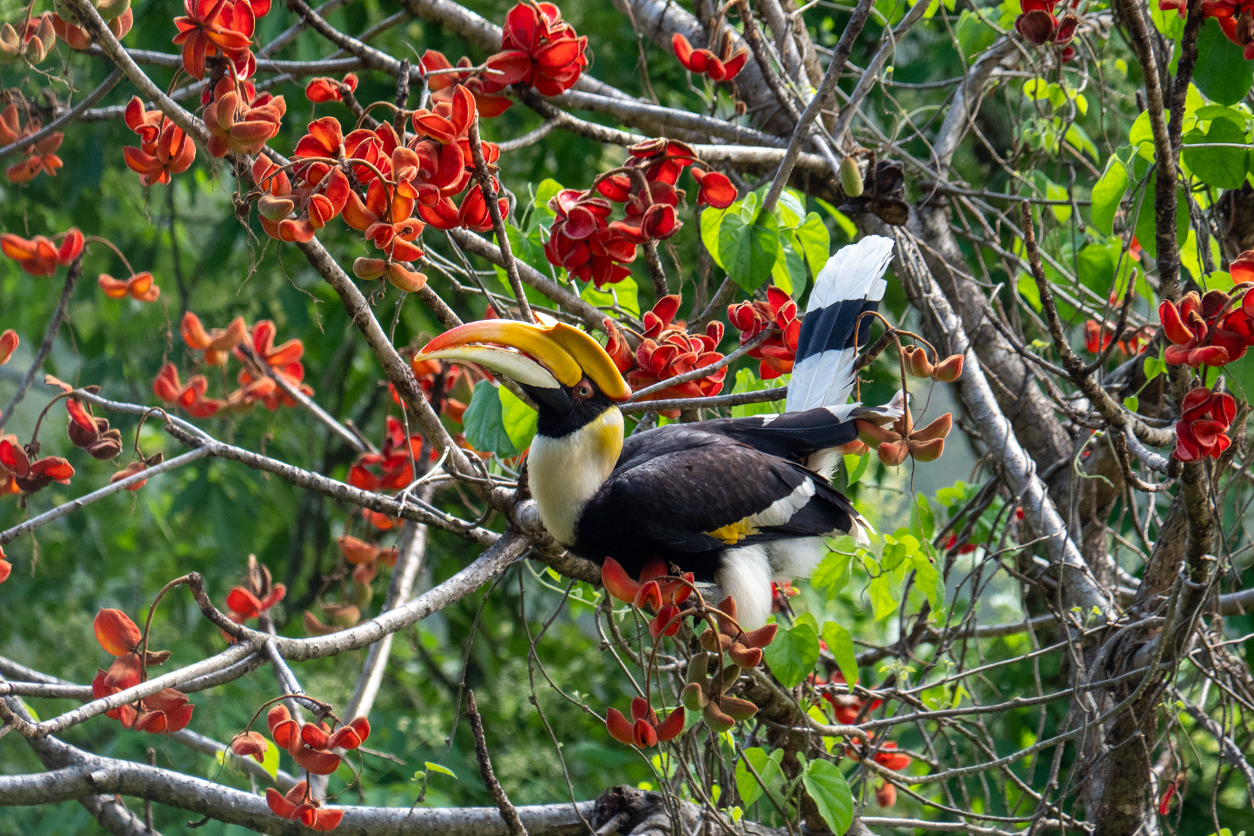 Great Hornbill (image by Dave Farrow)