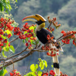 Great Hornbill (image by Dave Farrow)
