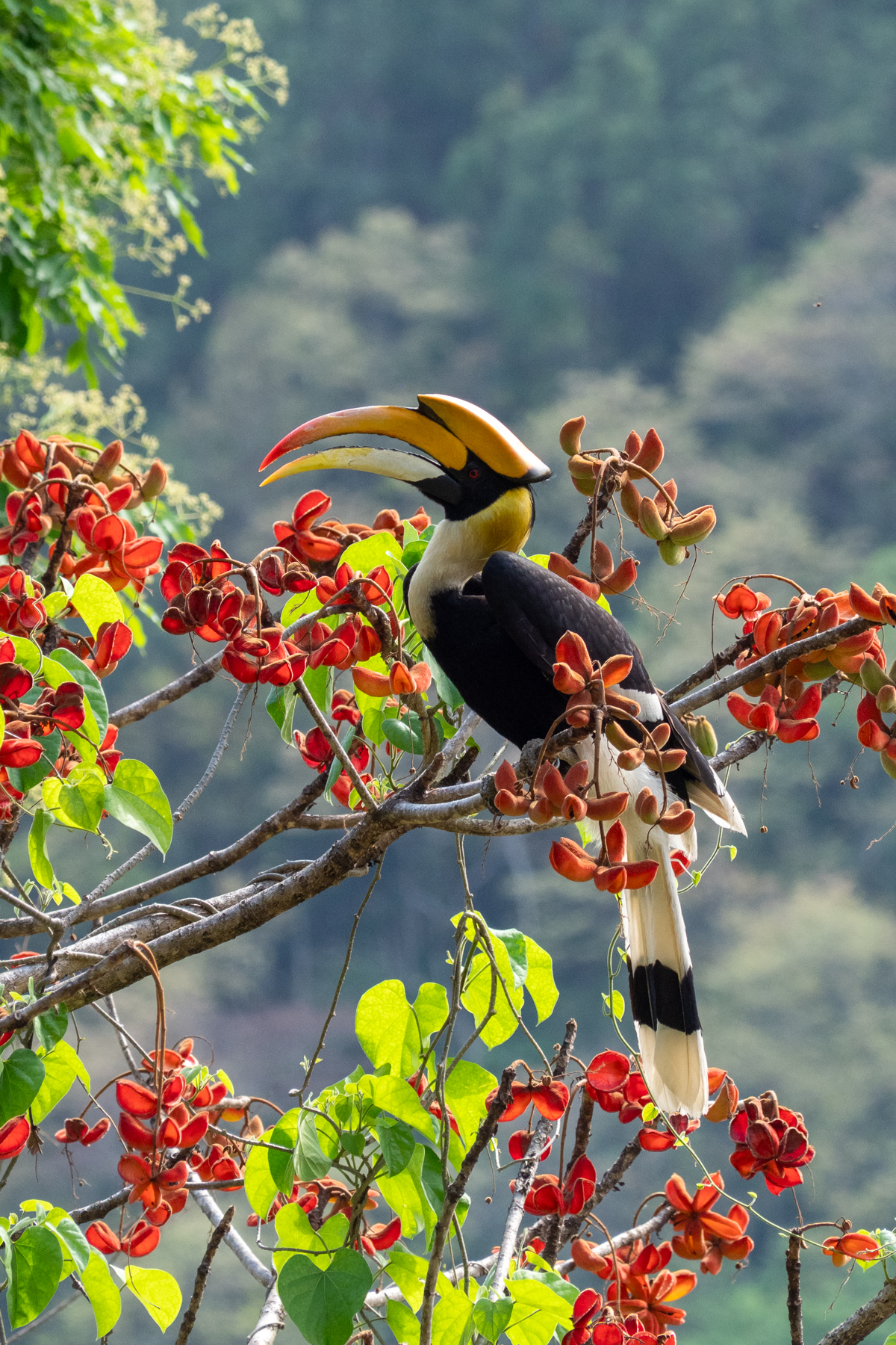 Great Hornbill (image by Dave Farrow)