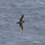 Great-winged Petrel (image by John Young)