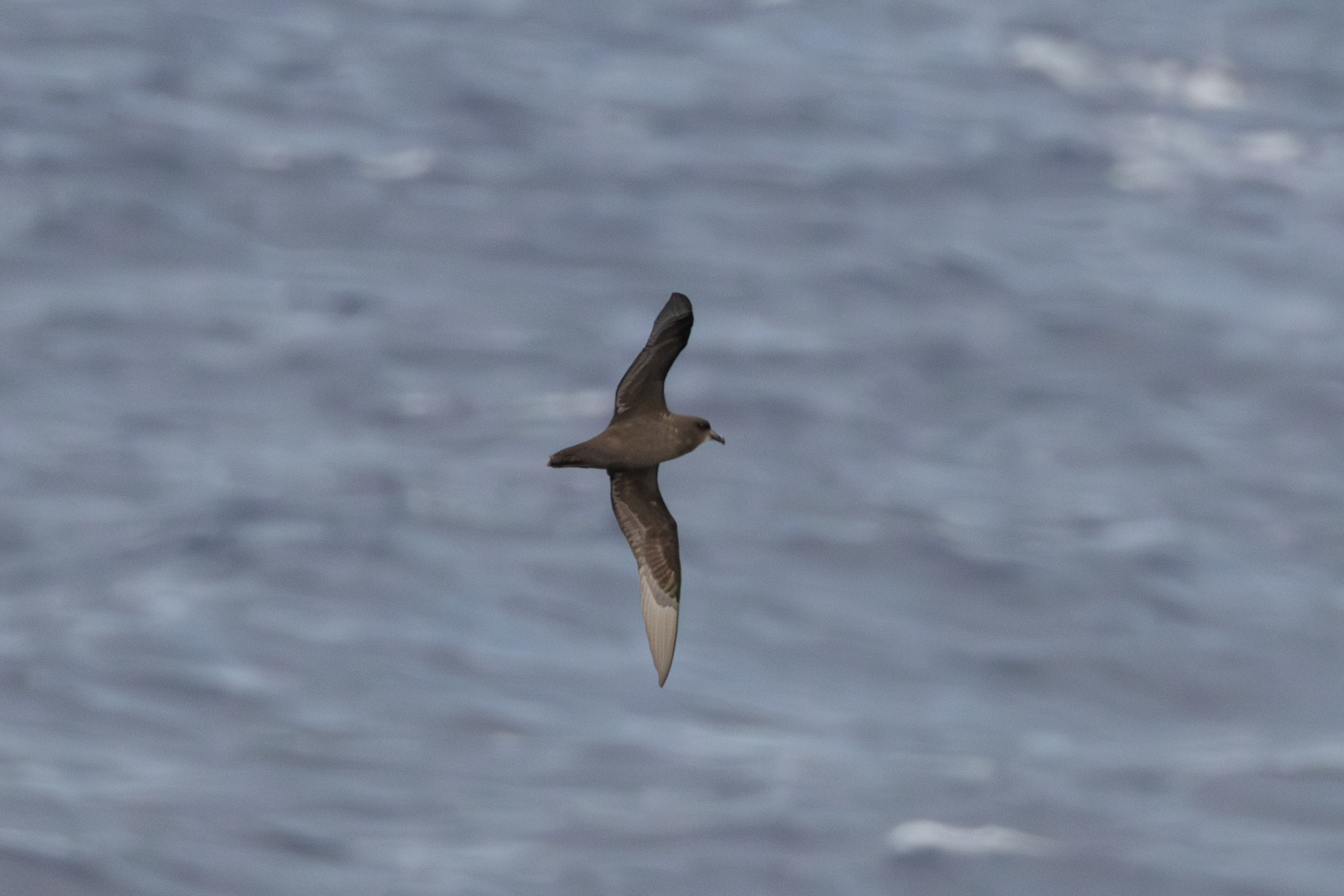 Great-winged Petrel (image by John Young)