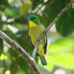 Green Shrike-Vireo (image by Leo Garrigues)