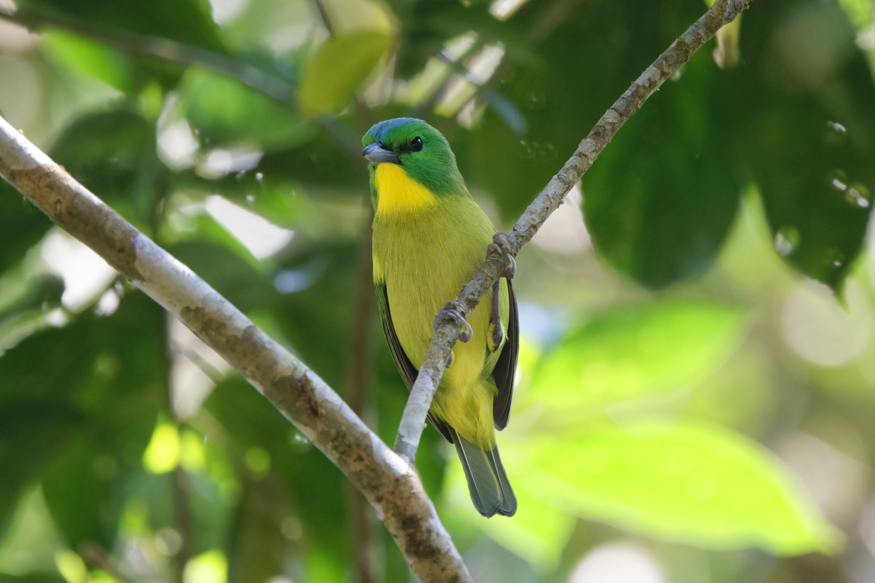 Green Shrike-Vireo (image by Leo Garrigues)
