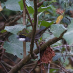 Green-striped Brushfinch (image by Leo Garrigues)