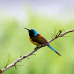 Green-tailed Sunbird (image by Dave Farrow)
