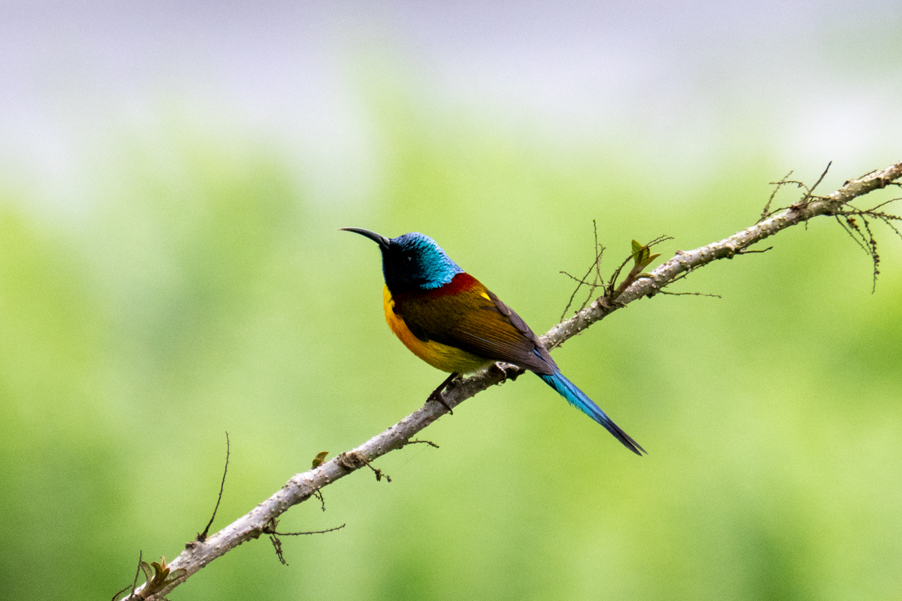 Green-tailed Sunbird (image by Dave Farrow)