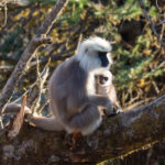 Grey Langurs (image by Dave Farrow)