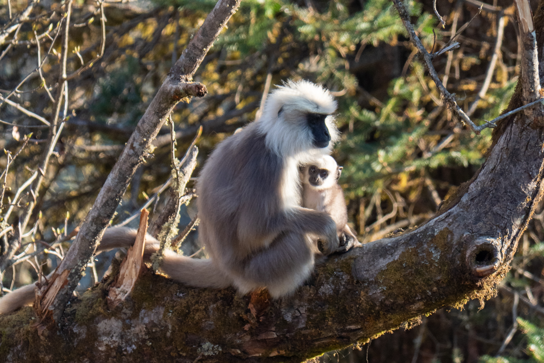 Grey Langurs (image by Dave Farrow)