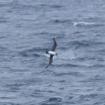 Grey Petrel (image by Nick Lessof)