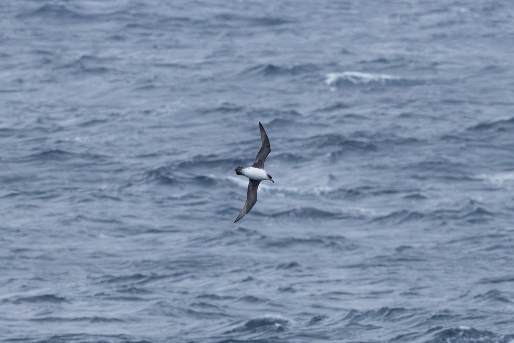 Grey Petrel (image by Nick Lessof)