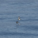 Grey-backed Storm Petrels (image by Nick Lessof)