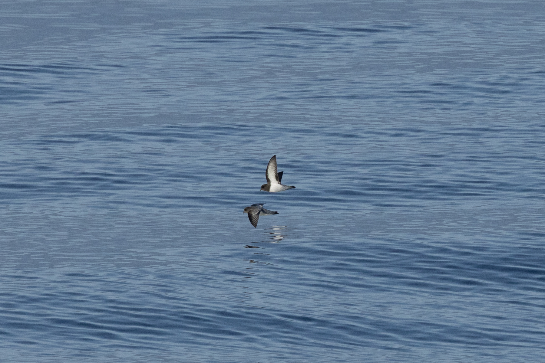 Grey-backed Storm Petrels (image by Nick Lessof)
