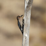 Grey-breasted Woodpecker (image by Leo Garrigues)