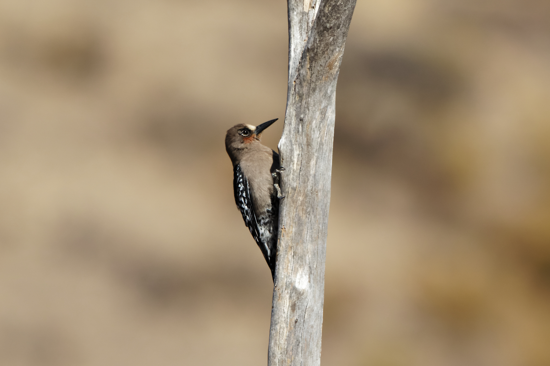 Grey-breasted Woodpecker (image by Leo Garrigues)