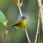 Grey-cheeked Warbler (image by Dave Farrow)