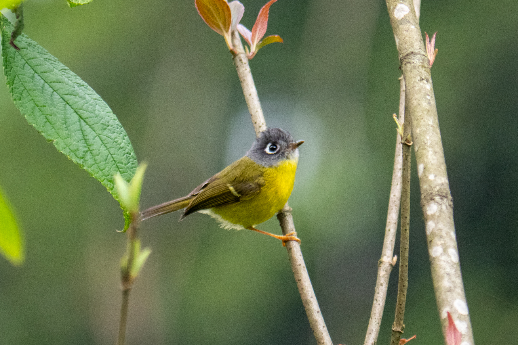 Grey-cheeked Warbler (image by Dave Farrow)