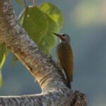 Grey-crowned Woodpecker (image by Leo Garrigues)