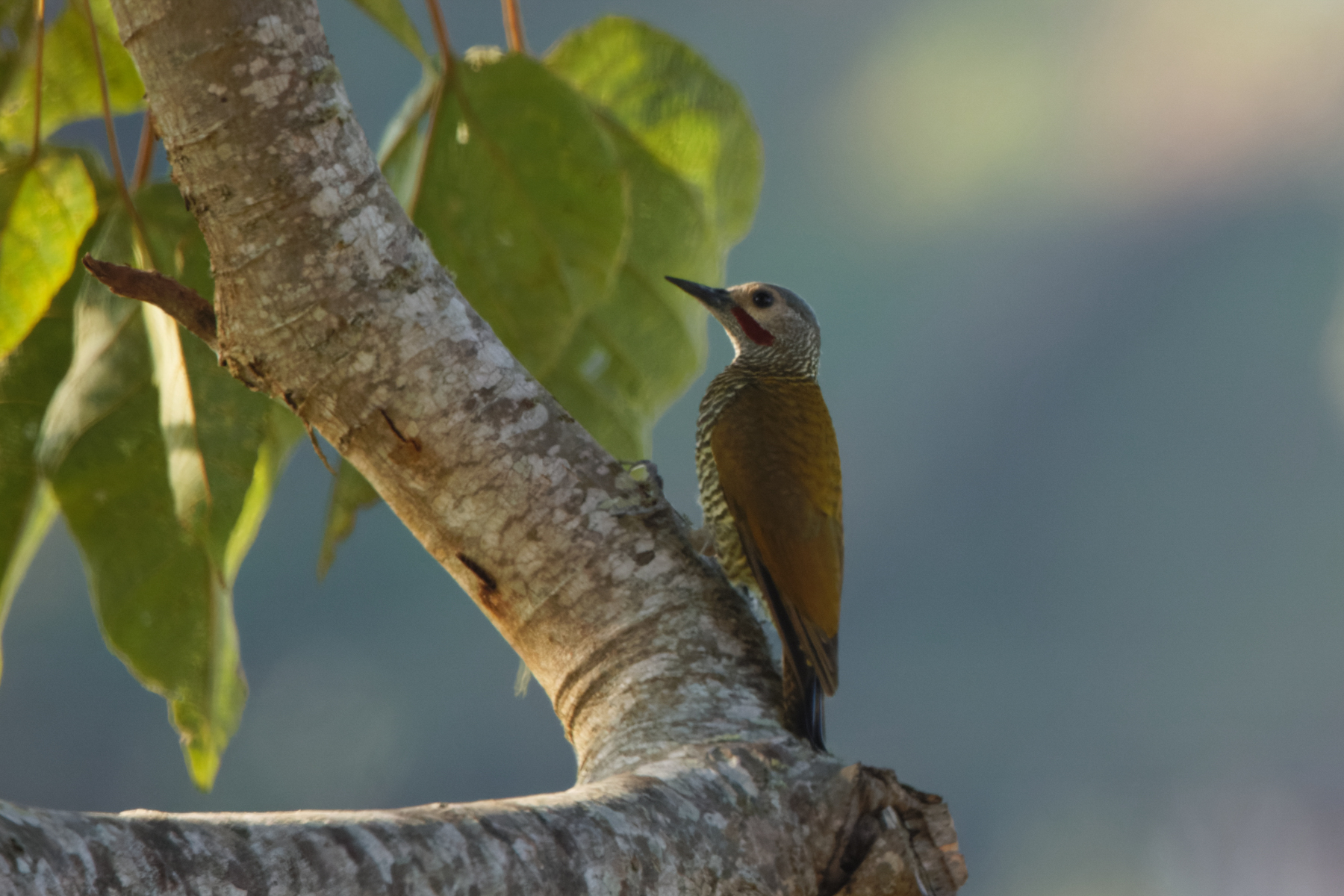 Grey-crowned Woodpecker (image by Leo Garrigues)