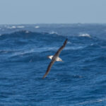 Grey-headed Albatross (image by Mark Van Beirs)