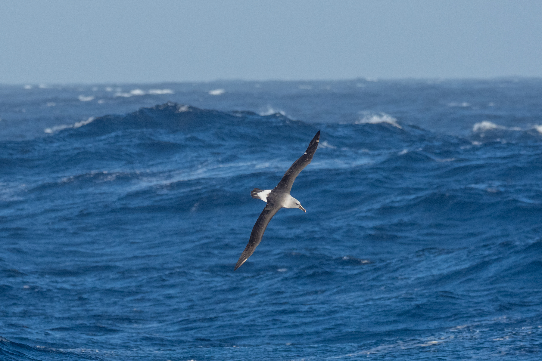 Grey-headed Albatross (image by Mark Van Beirs)