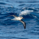 Grey-headed Albatross (image by Mark Van Beirs)