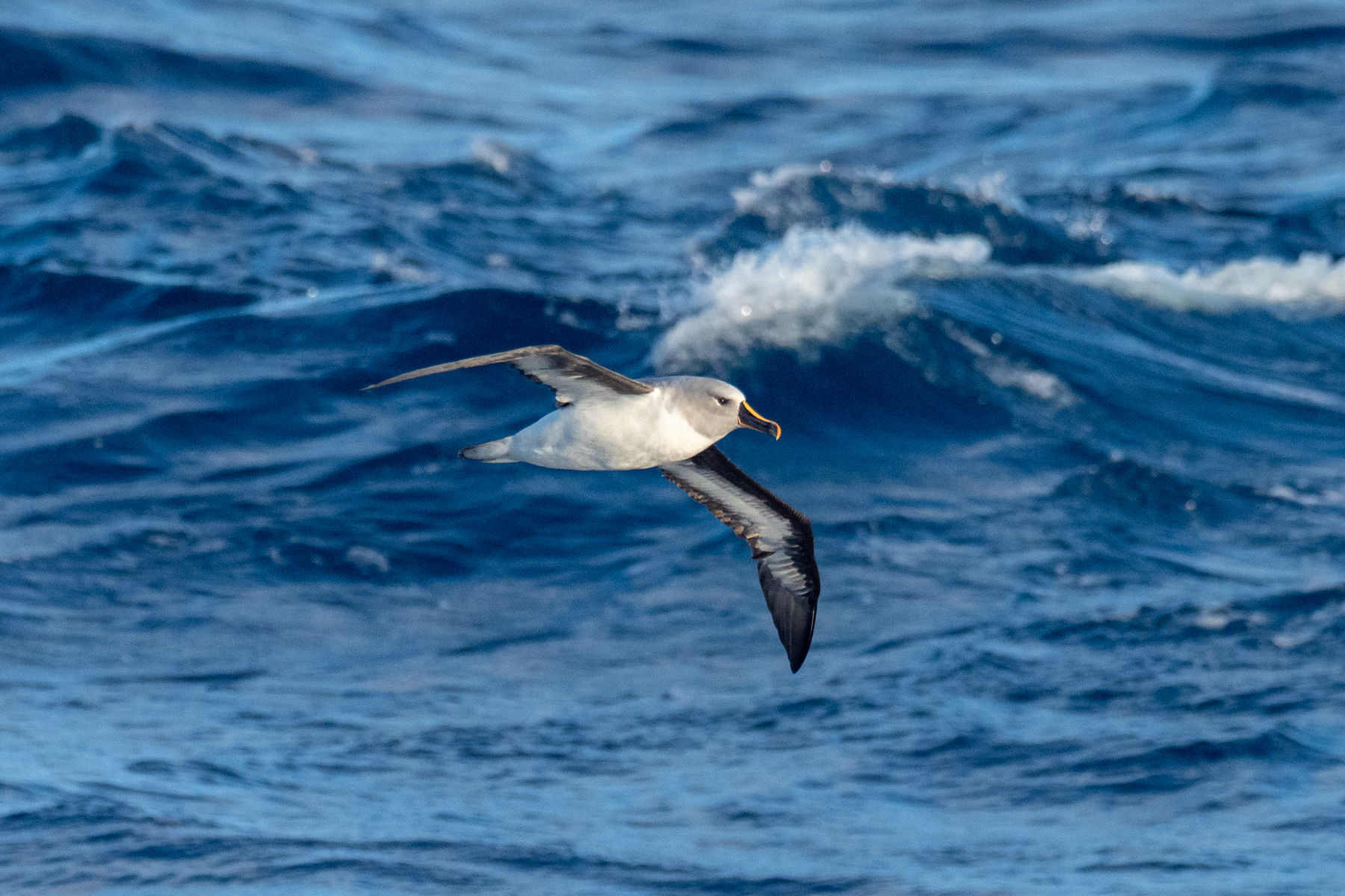 Grey-headed Albatross (image by Mark Van Beirs)