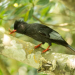 'Grey-winged' Black Bulbul (image by Vincent van der Spek)