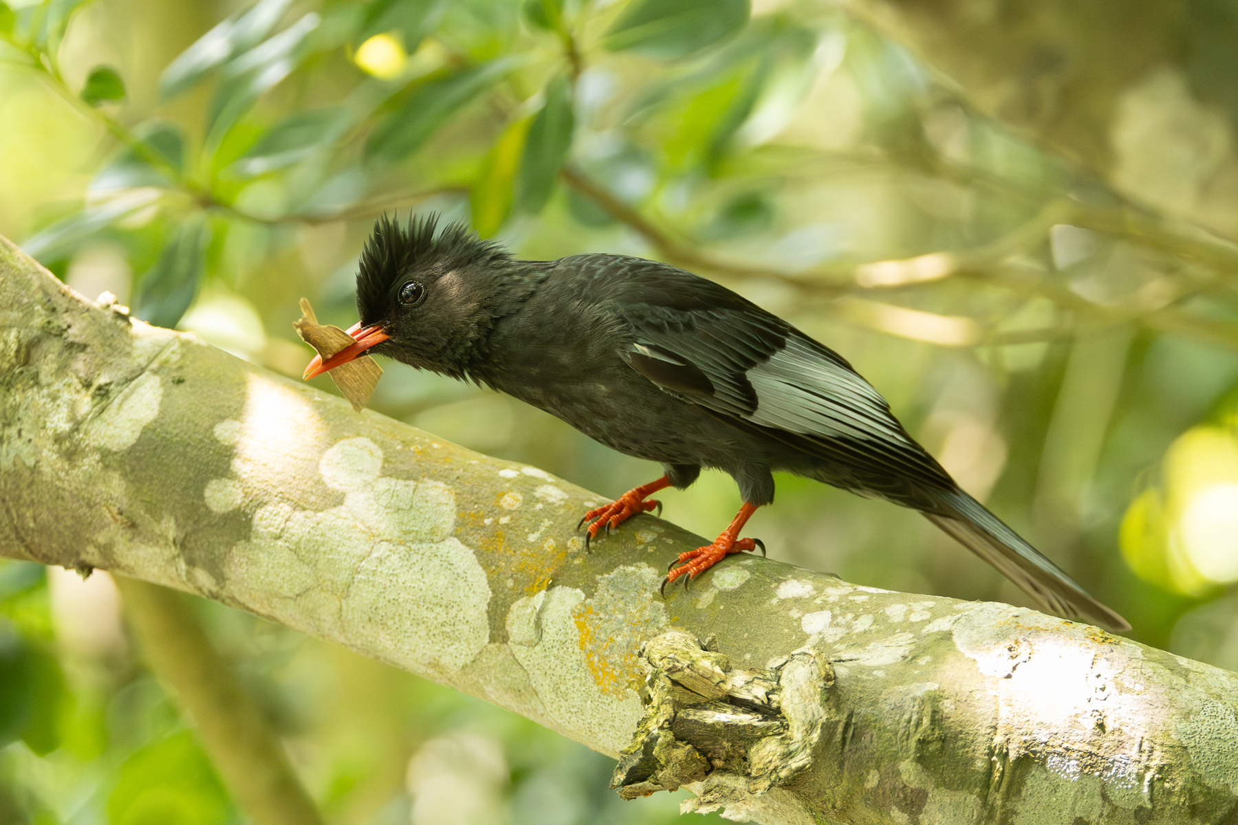 'Grey-winged' Black Bulbul (image by Vincent van der Spek)
